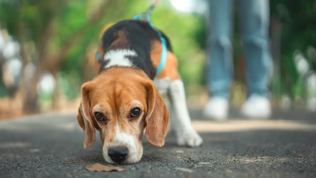 chien qui reniffle