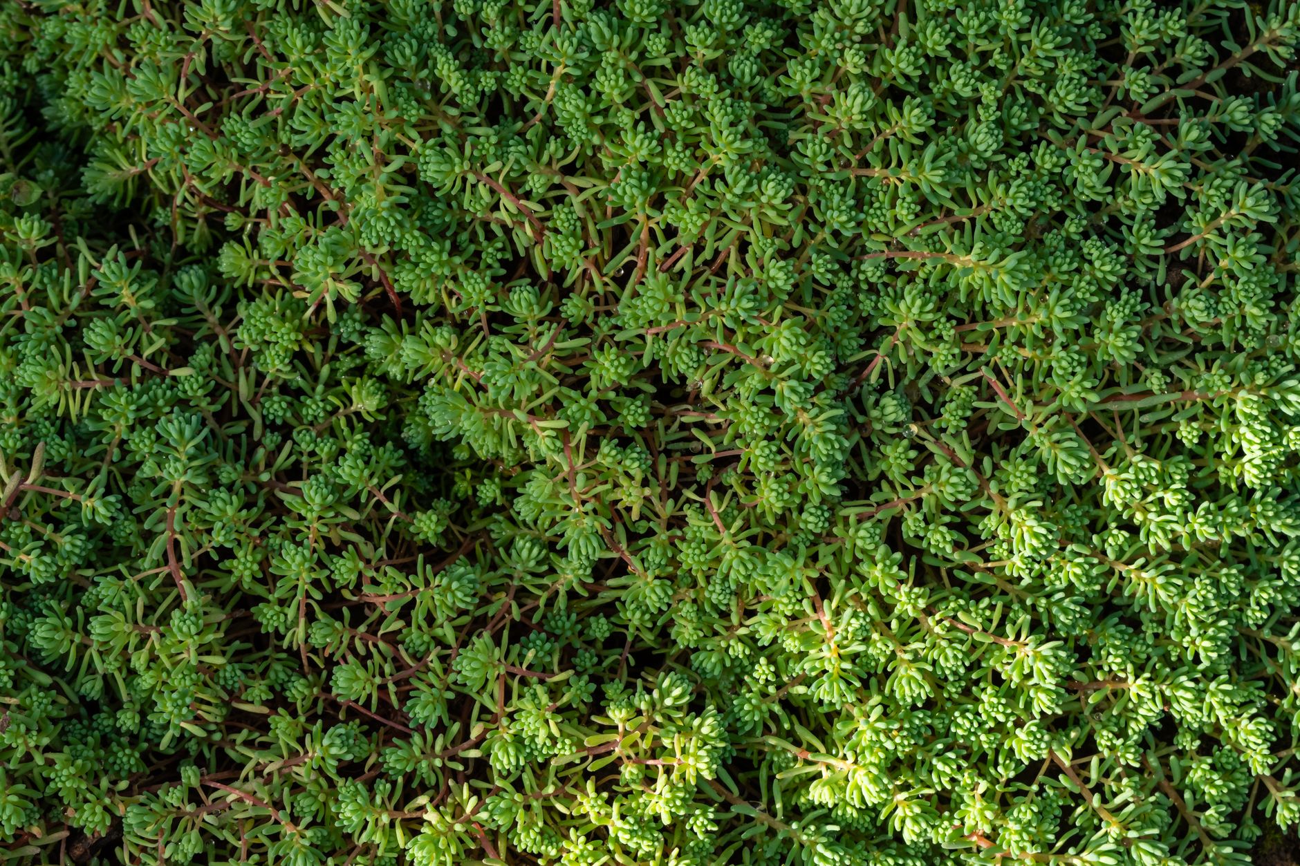 Alternatives au gazon : idées faciles pour un jardin plus simple à entretenir
