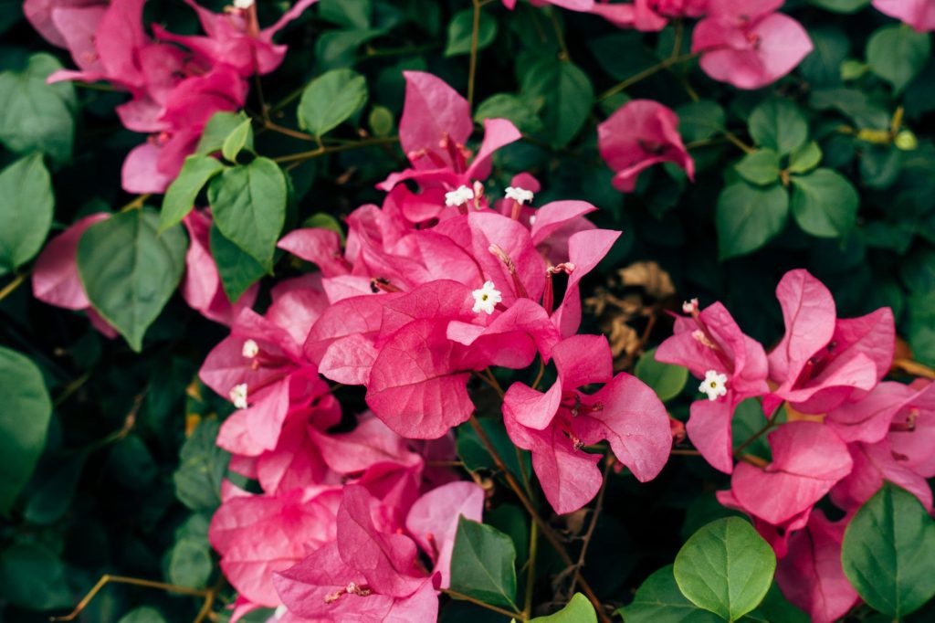 Bougainvillier : où le planter et comment l'entretenir au jardin ou en pot